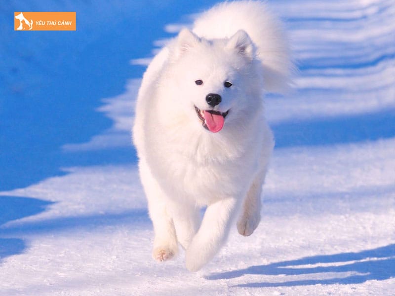 Cho-samoyed-la-giong-cho-gi-thucanh