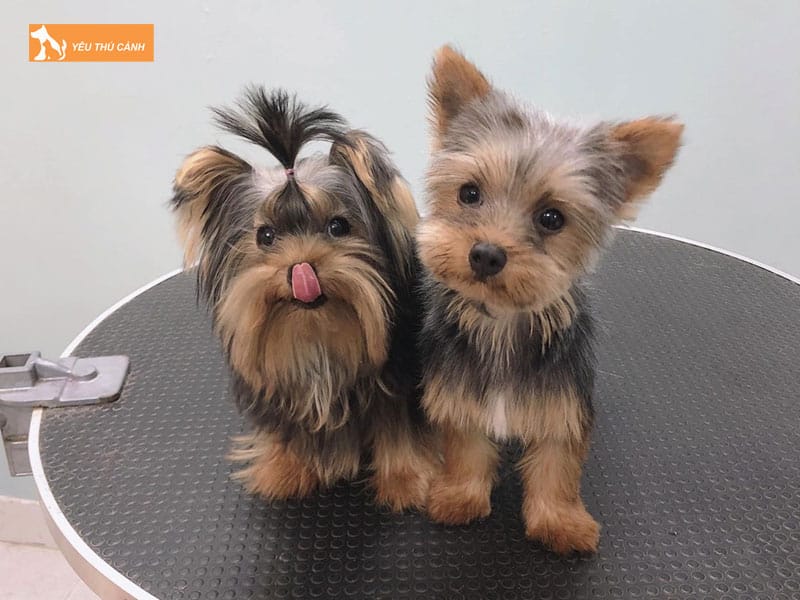 Cho-yorkshire-la-gi-thucanh