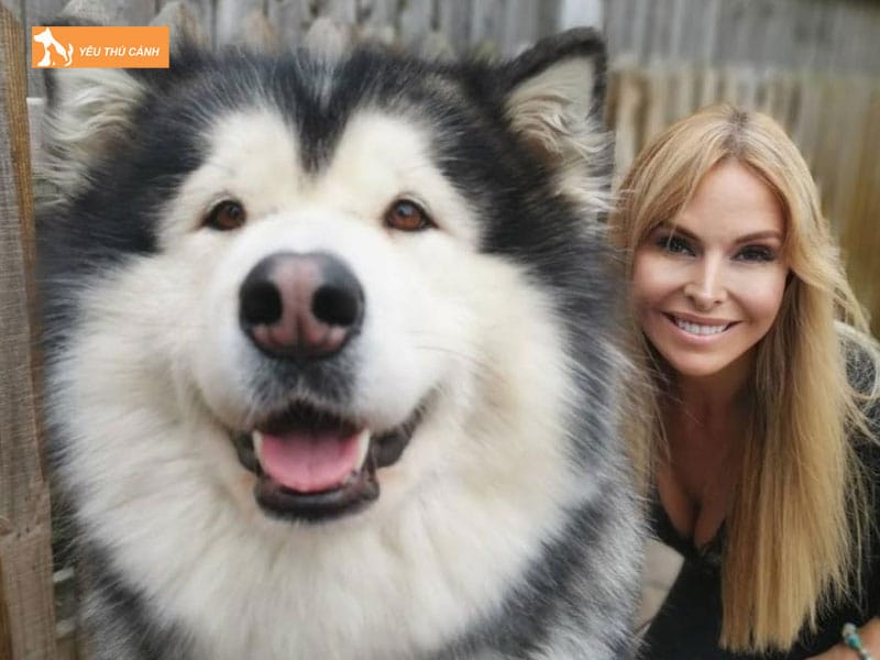 Dac-diem-cua-cho-alaska-khong-lo-thucanh