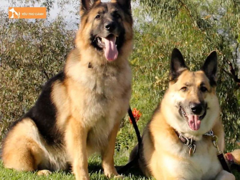 Dac-diem-cua-cho-becgie-nga-thucanh