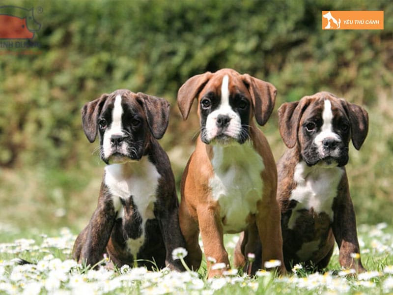 Dac-diem-cua-cho-boxer-1-thucanh