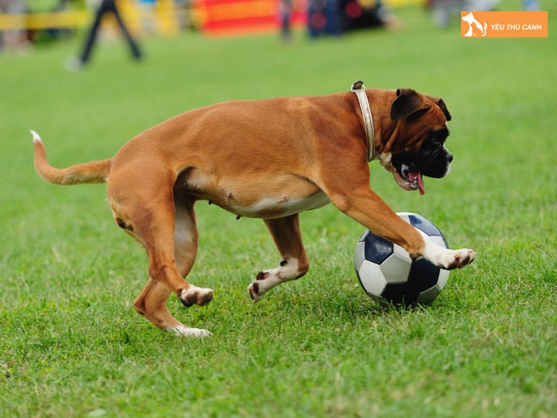 Dac-diem-cua-cho-boxer-thucanh