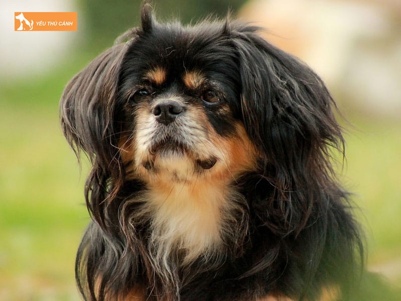 Dac-diem-cua-cho-canh-tibetan-spaniel-thucanh
