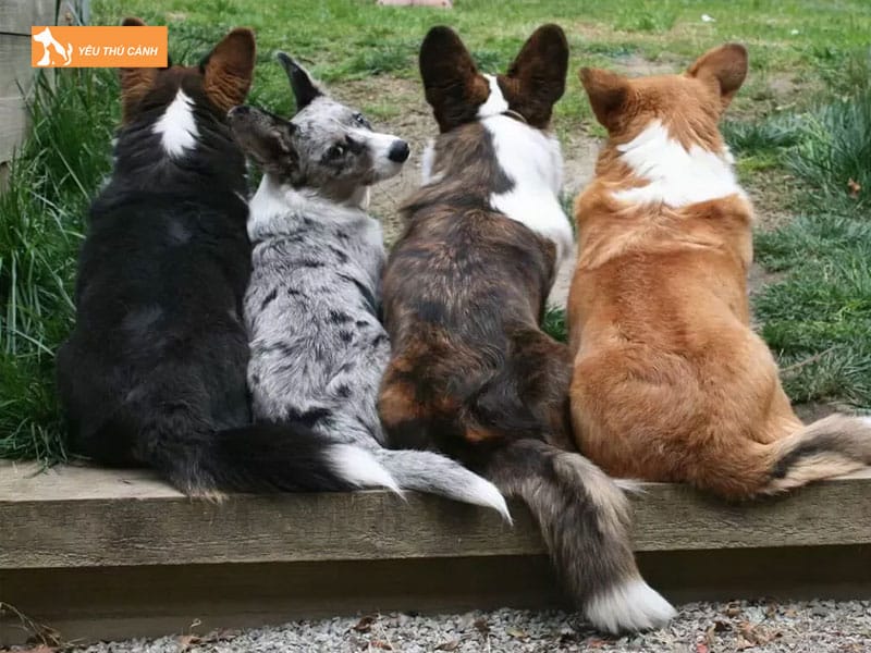 Dac-diem-cua-cho-cardigan-welsh-corgi-1-thucanh