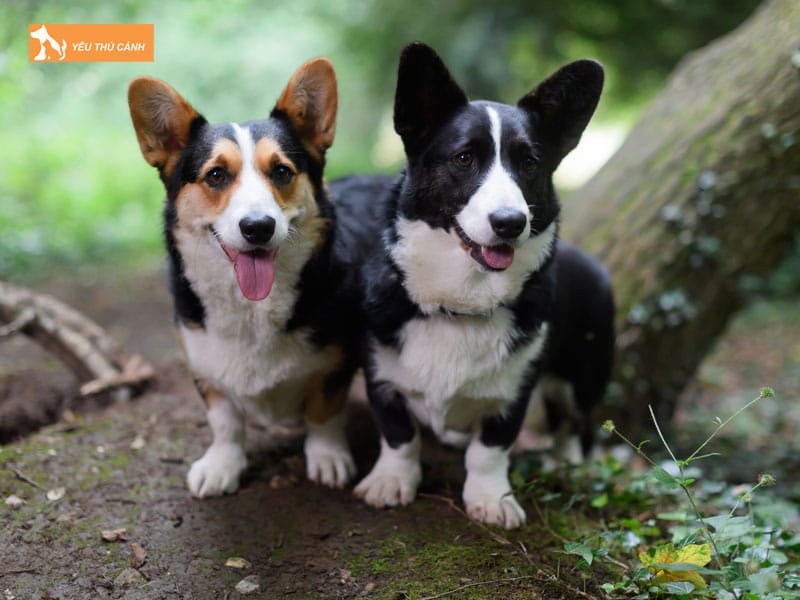 Dac-diem-cua-cho-cardigan-welsh-corgi-thucanh