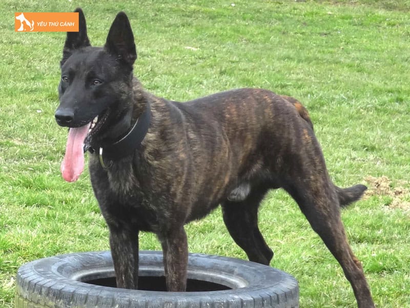 Dac-diem-cua-cho-chan-cuu-ha-lan-thucanh