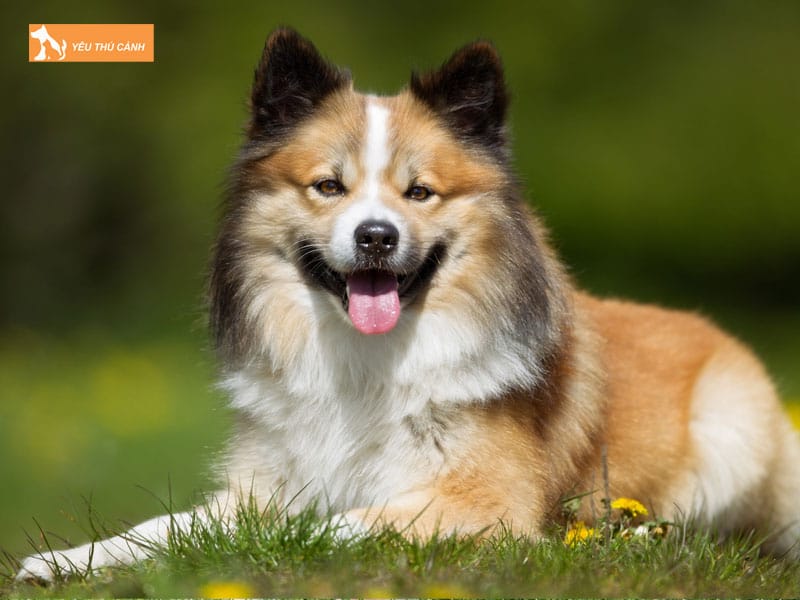 Dac-diem-cua-cho-chan-cuu-iceland-thucanh