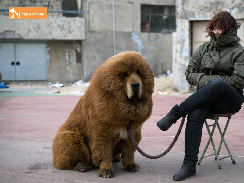 Dac-diem-cua-cho-ngao-tay-tang-khong-lo-1-thucanh