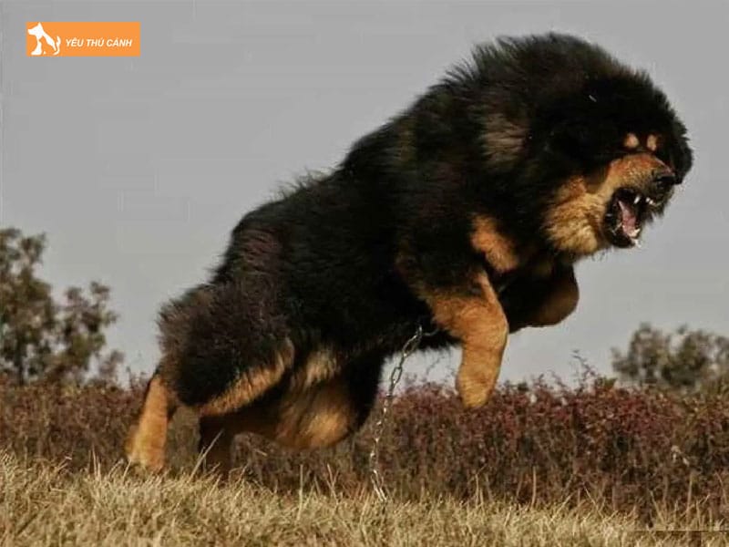 Dac-diem-cua-cho-ngao-tay-tang-khong-lo-thucanh