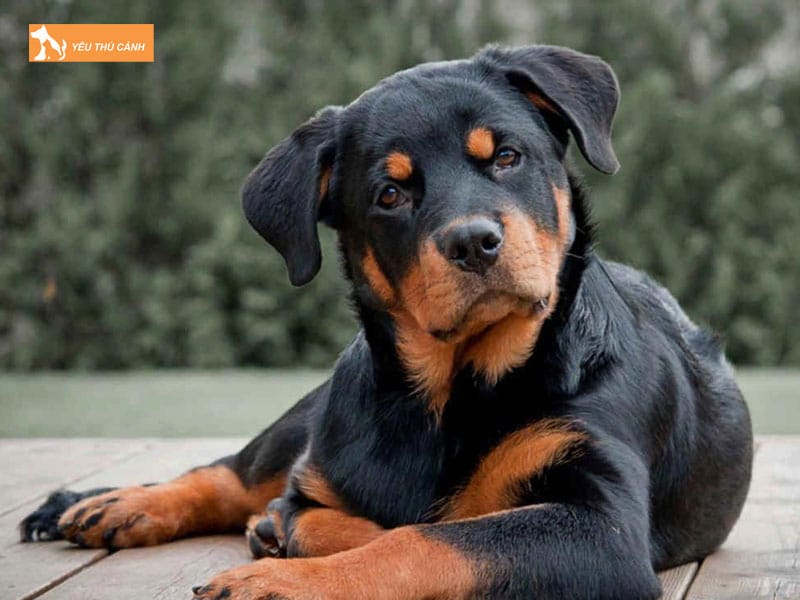Dac-diem-cua-cho-rottweiler-thucanh