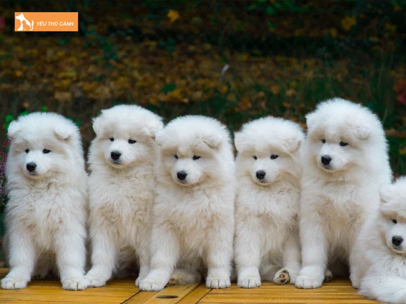 Dac-diem-cua-cho-samoyed-1-thucanh