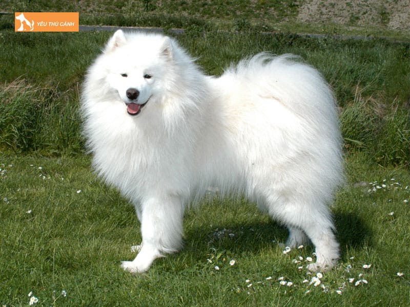 Dac-diem-cua-cho-samoyed-thucanh