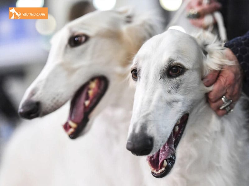 Dac-diem-cua-giong-cho-san-quy-toc-borzoi-thucanh
