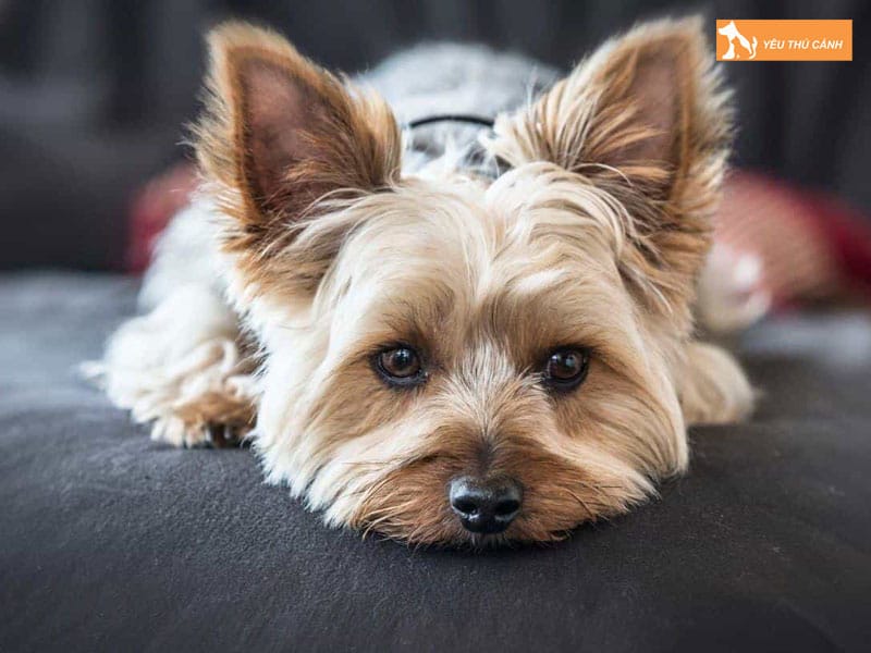 Dac-diem-cua-giong-cho-yorkshire-1-thucanh