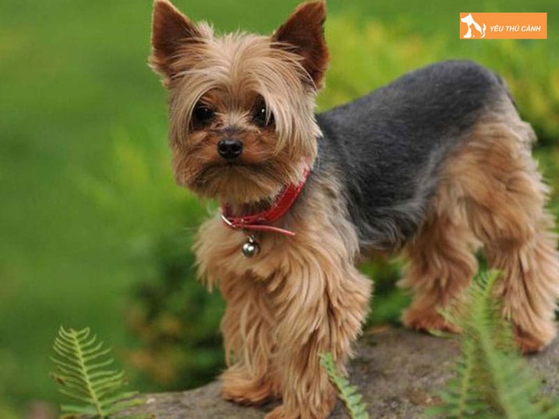 Dac-diem-cua-giong-cho-yorkshire-thucanh