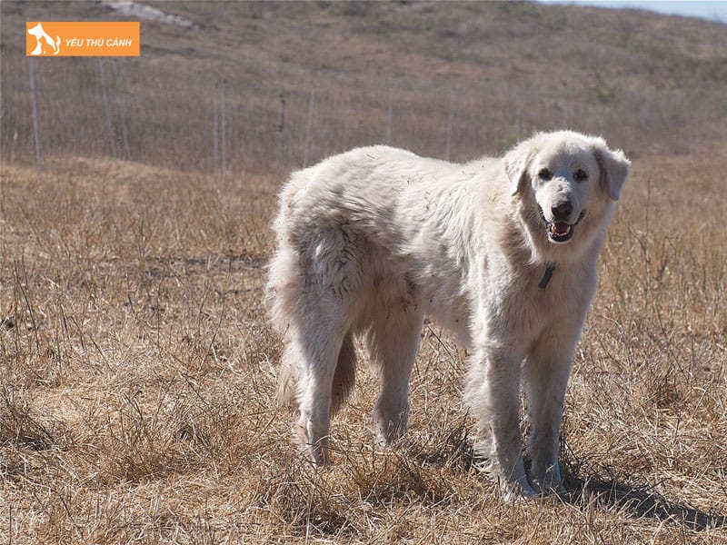 Dac-diem-cua-loai-cho-akbash-thucanh