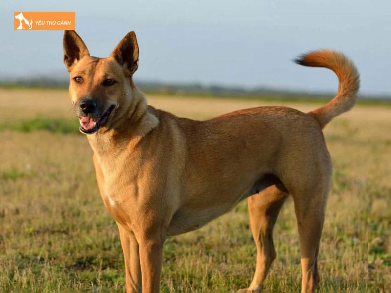 Dac-diem-cua-loai-cho-carolina-thucanh