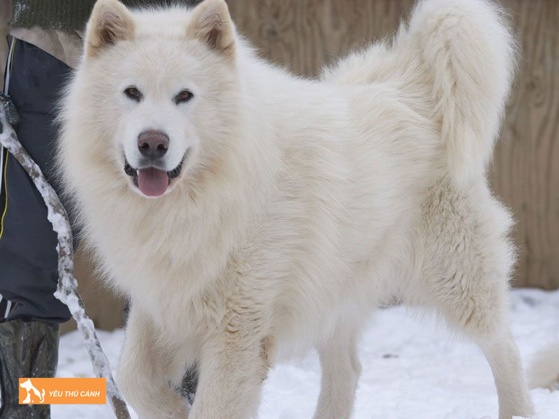 Dac-diem-noi-bat-cua-loai-cho-alaska-trang-1-thucanh