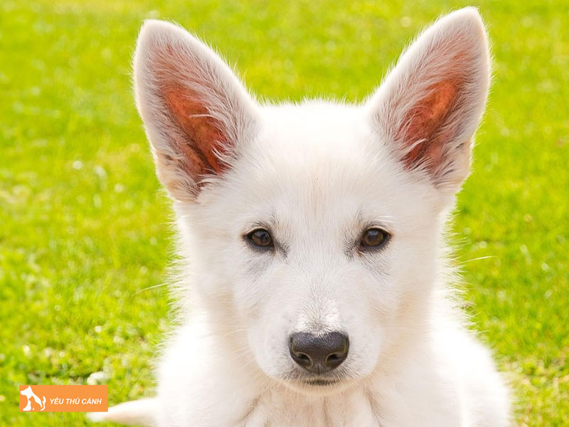 Dac-diem-noi-bat-cua-loai-cho-alaska-trang-thucanh