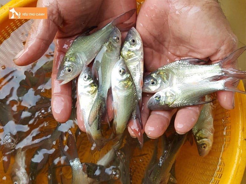 Dac-diem-sinh-hoc-cua-ca-ho-thucanh