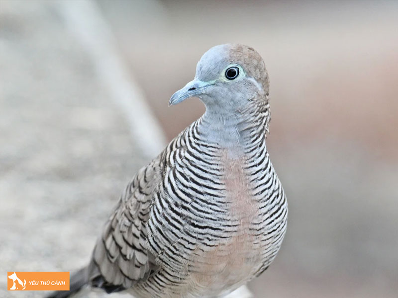 Doi-net-ve-bo-cau-van-1-thucanh