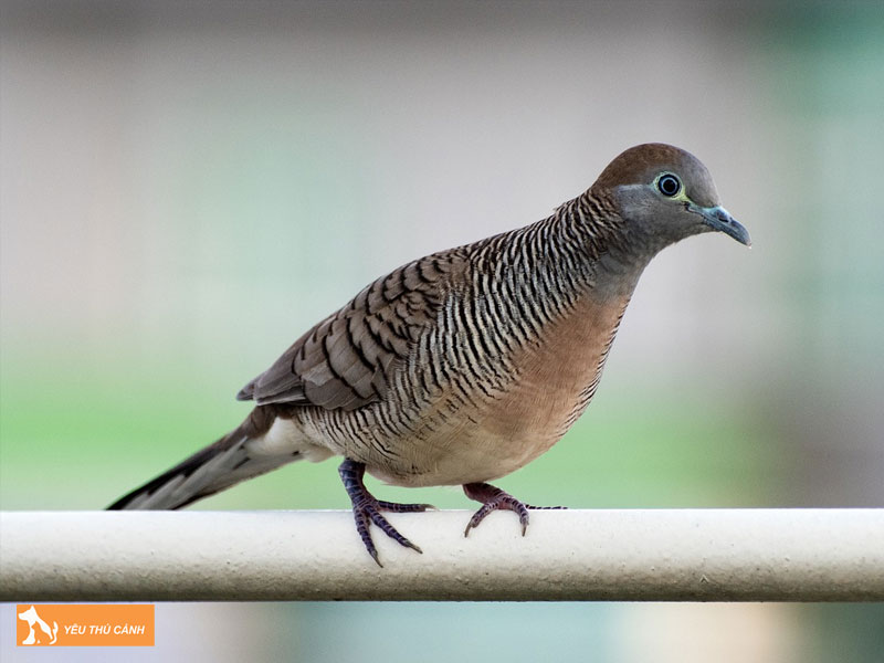 Doi-net-ve-bo-cau-van-thucanh