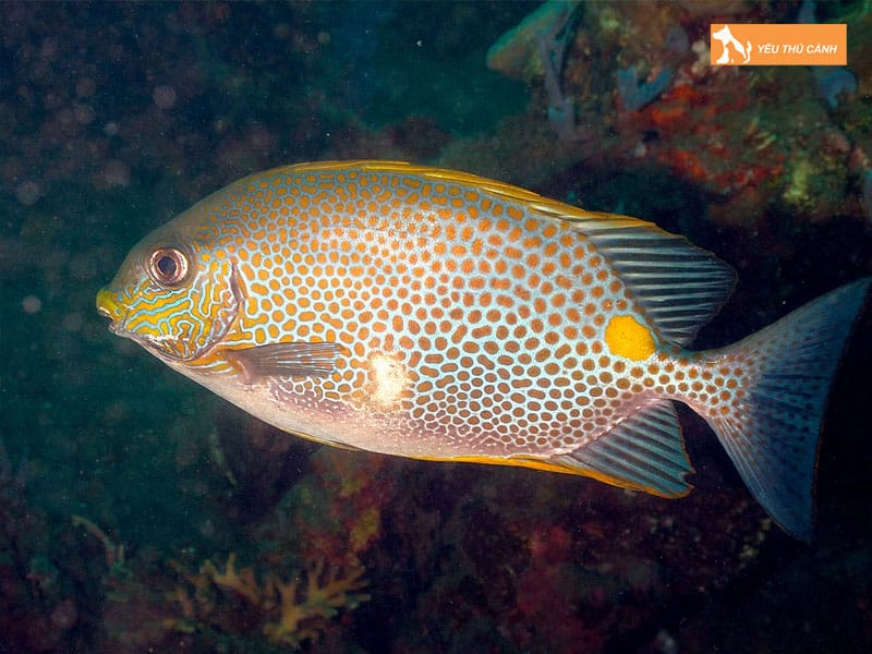 Doi-net-ve-ca-dia-thucanh