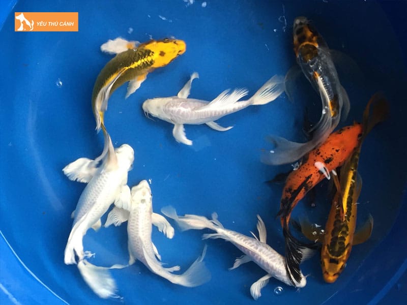 Doi-net-ve-ca-koi-buom-1-thucanh