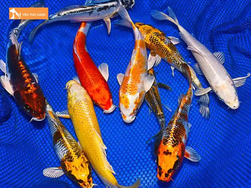 Doi-net-ve-ca-koi-buom-thucanh