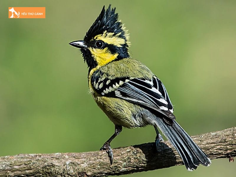 Doi-net-ve-chim-chi-chi-thucanh