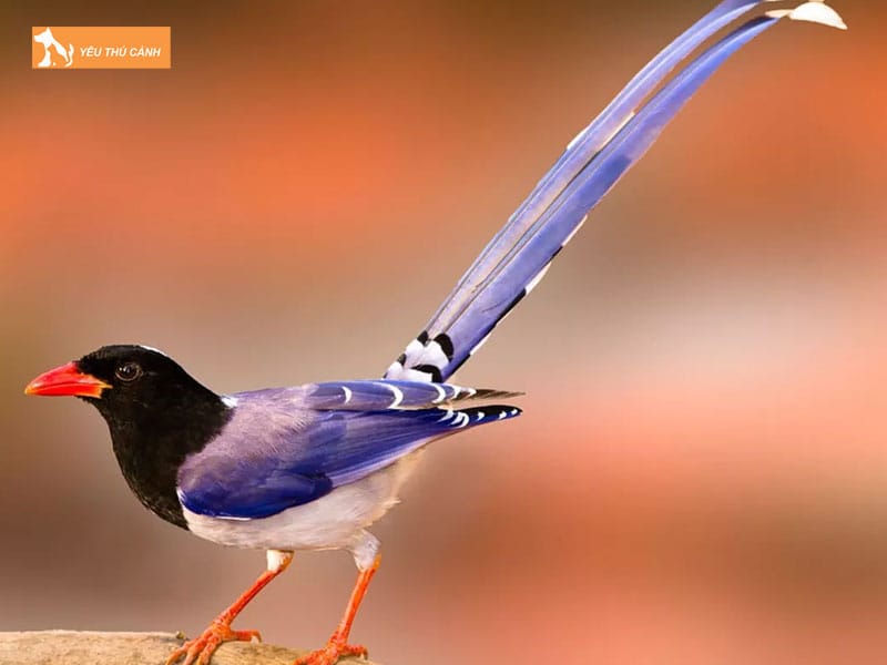 Doi-net-ve-chim-phuong-hoang-dat-thucanh