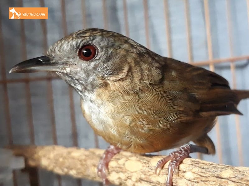 Doi-net-ve-chim-tieu-mi-thucanh