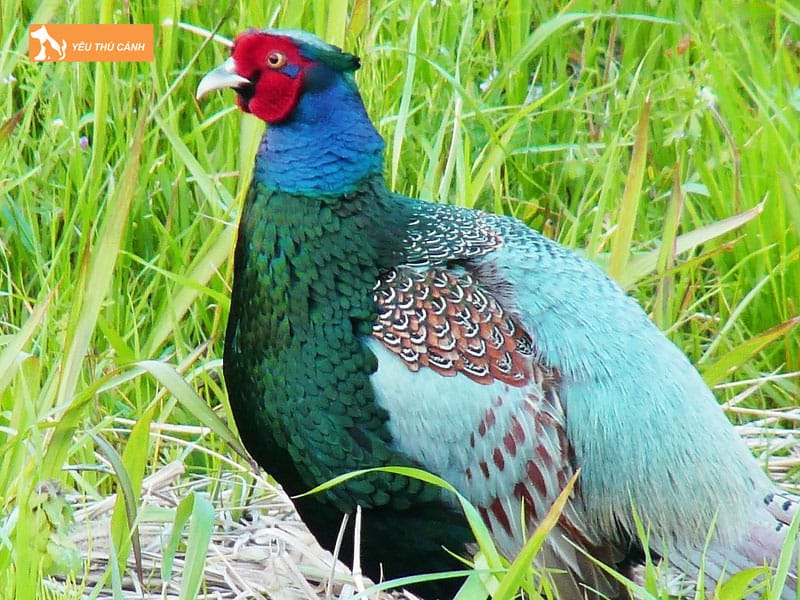 Doi-net-ve-chim-tri-xanh-thucanh