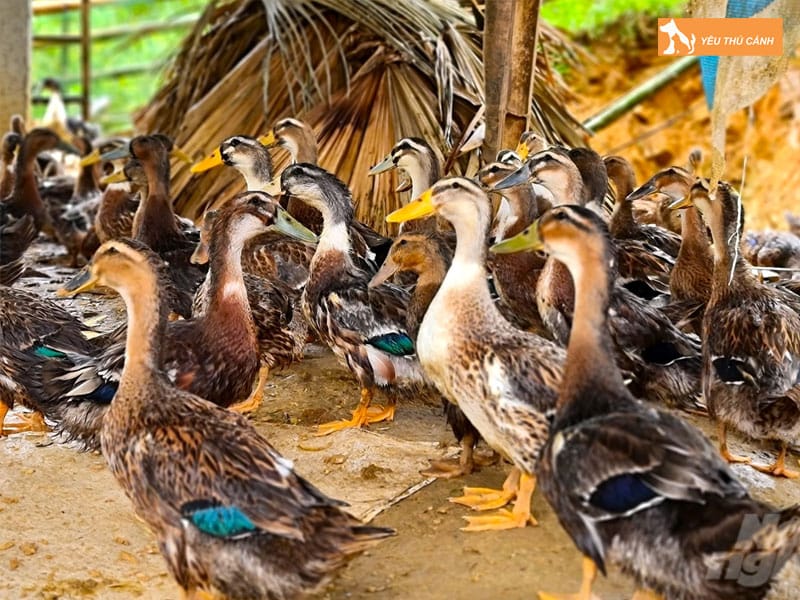 Doi-net-ve-giong-vit-bau-thucanh