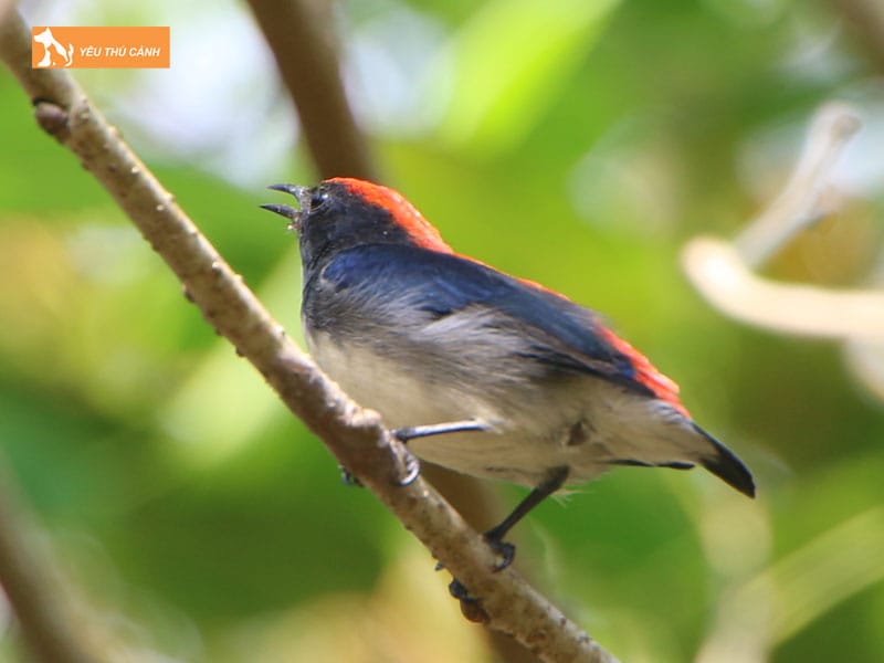 Doi-net-ve-loai-chim-sau-dua-thucanh