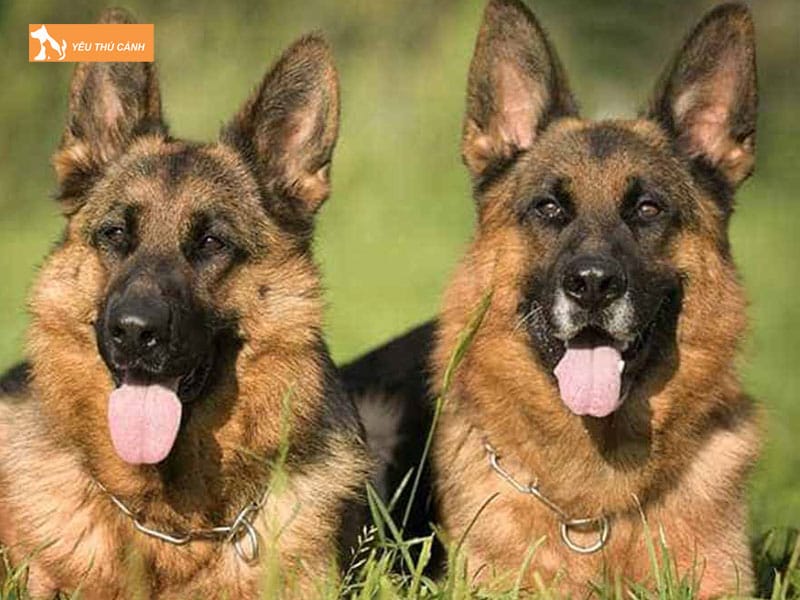 Gia-ban-cho-becgie-nga-ra-sao-thucanh