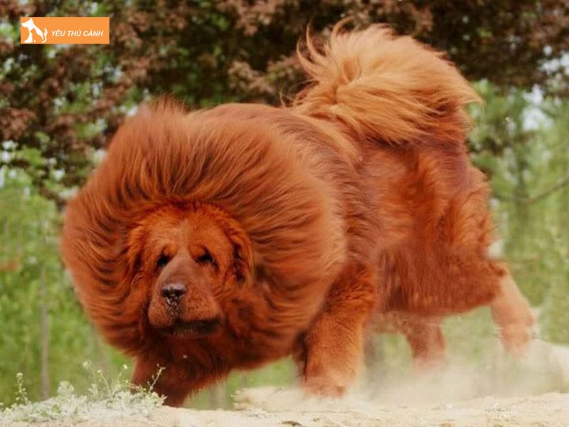 Gia-cho-ngao-tay-tang-co-dat-khong-thucanh