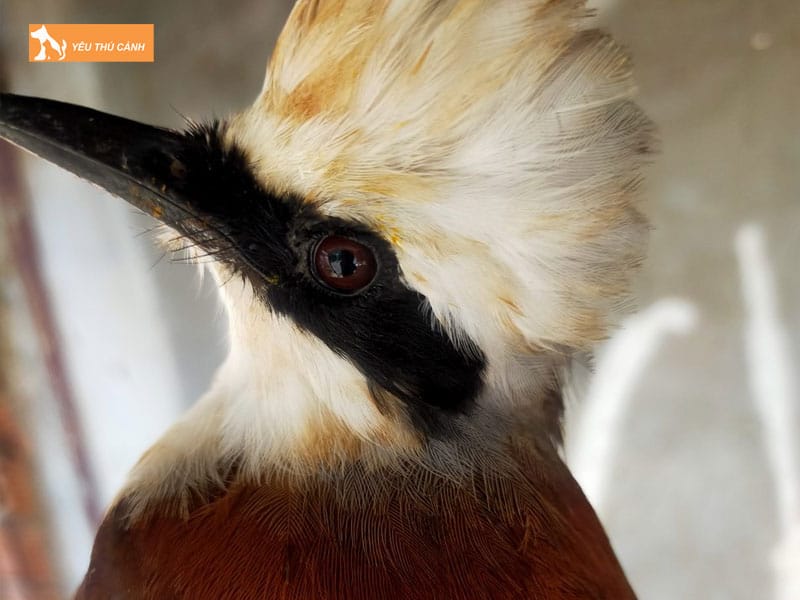 Gioi-thieu-ve-chim-bo-chao-thucanh