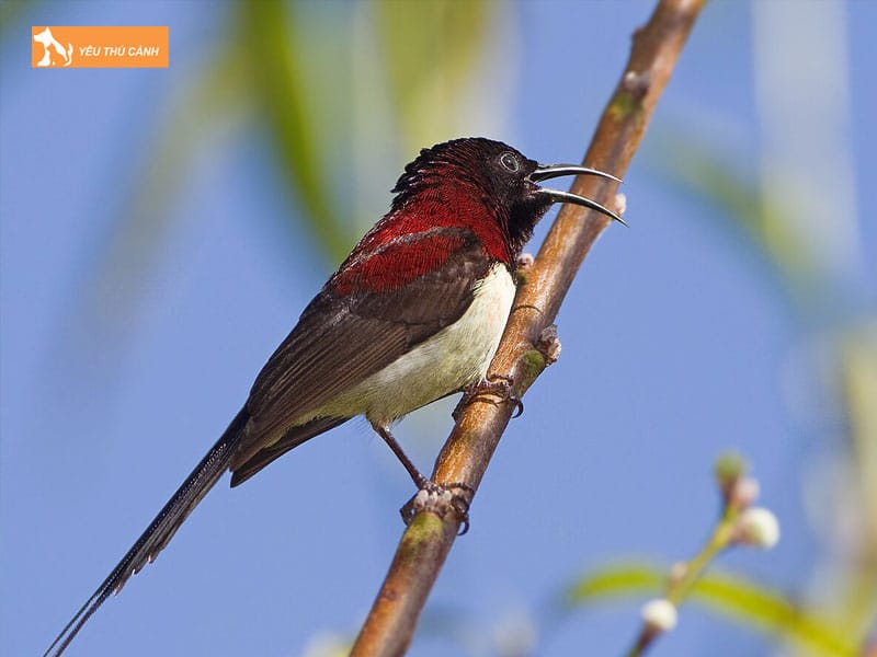 Gioi-thieu-ve-loai-chim-hut-mat-nepal-thucanh