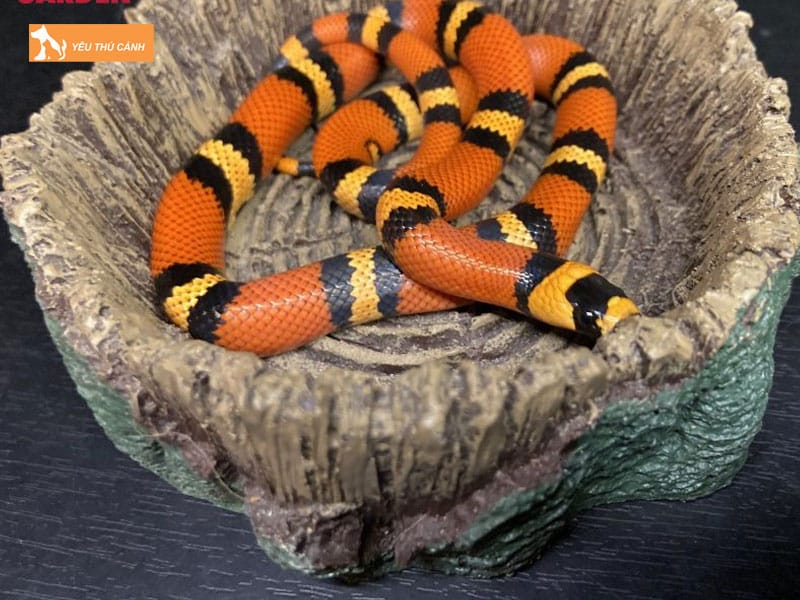 Gioi-thieu-ve-ran-sua-milk-snake-thucanh