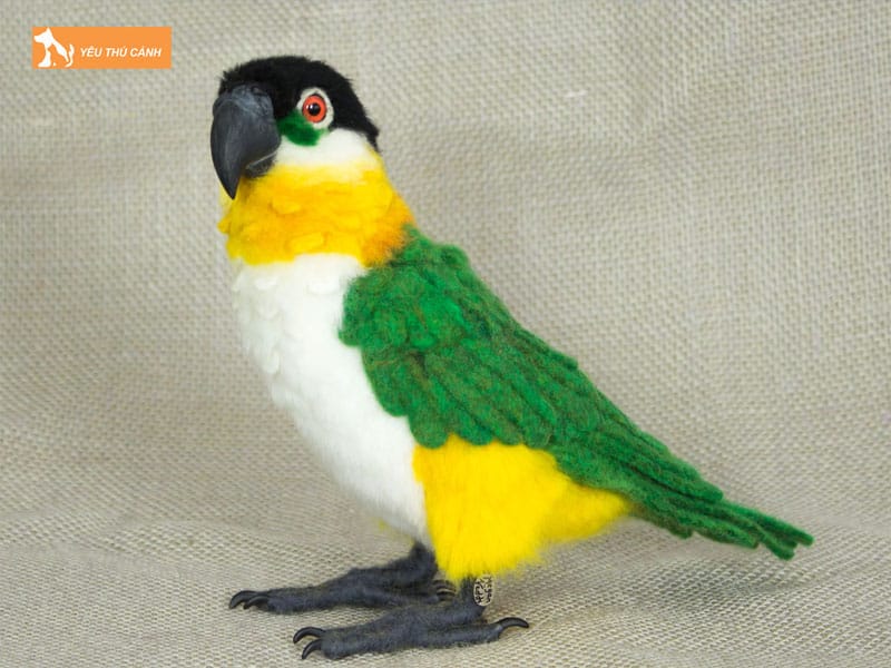 Gioi-thieu-ve-vet-caique-1-thucanh