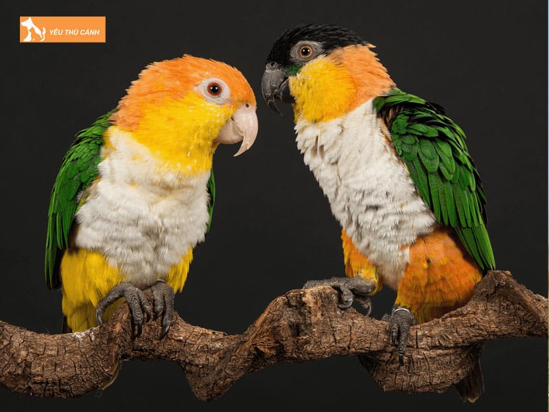 Gioi-thieu-ve-vet-caique-thucanh
