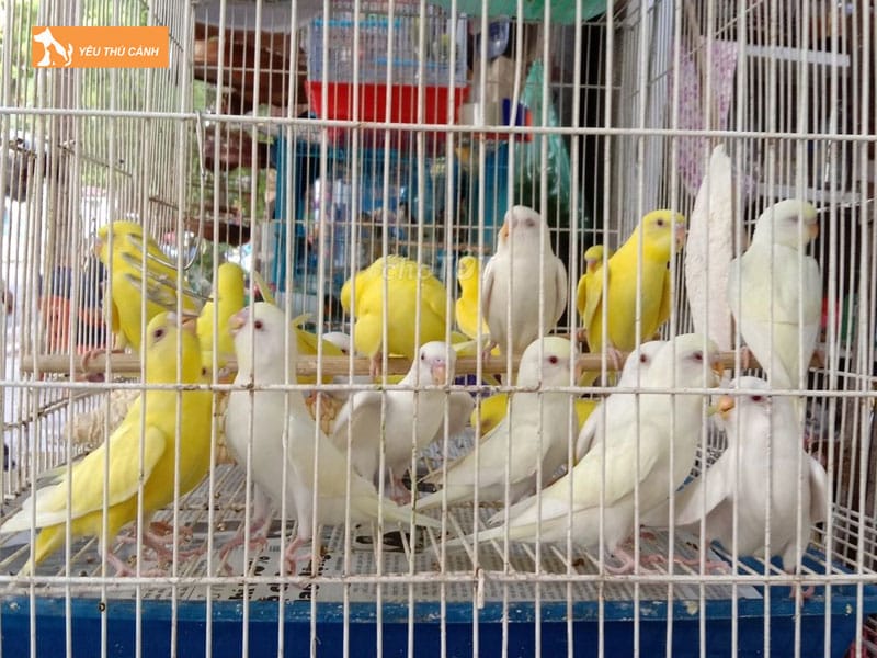Gioi-thieu-ve-vet-hong-kong-thucanh
