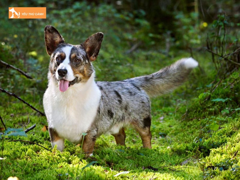 Giong-cho-cardigan-welsh-corgi-la-gi-thucanh