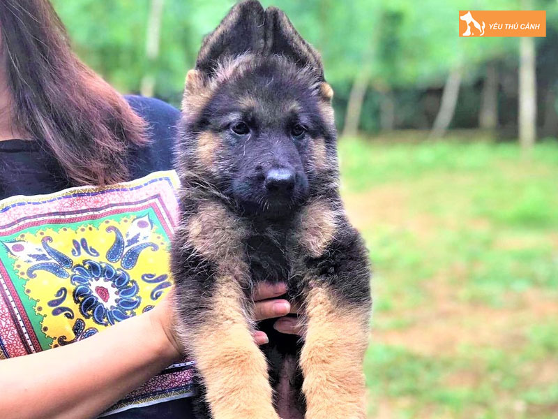 Huan-luyen-becgie-con-nhu-the-nao-thucanh