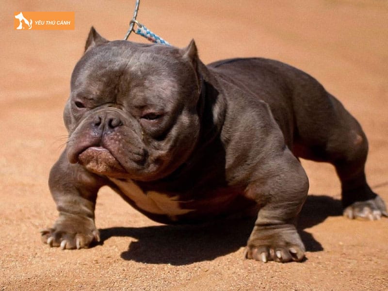 Kinh-nghiem-nuoi-cho-bully-exotic-thucanh