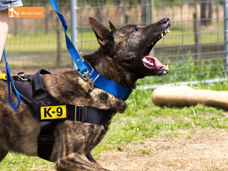 Kinh-nghiem-nuoi-cho-chan-cuu-ha-lan-1-thucanh