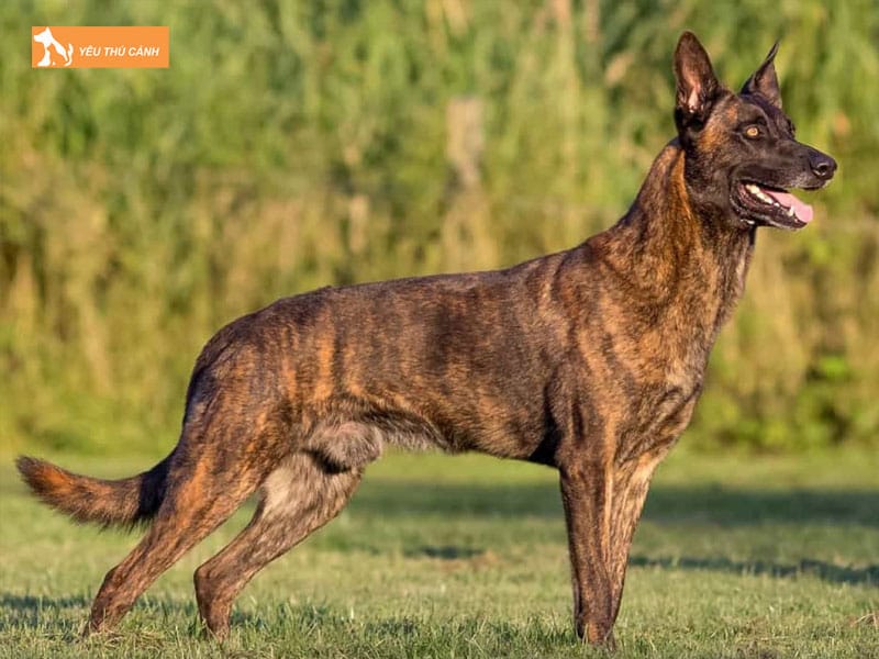 Kinh-nghiem-nuoi-cho-chan-cuu-ha-lan-2-thucanh