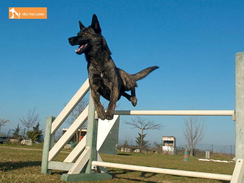 Kinh-nghiem-nuoi-cho-chan-cuu-ha-lan-thucanh