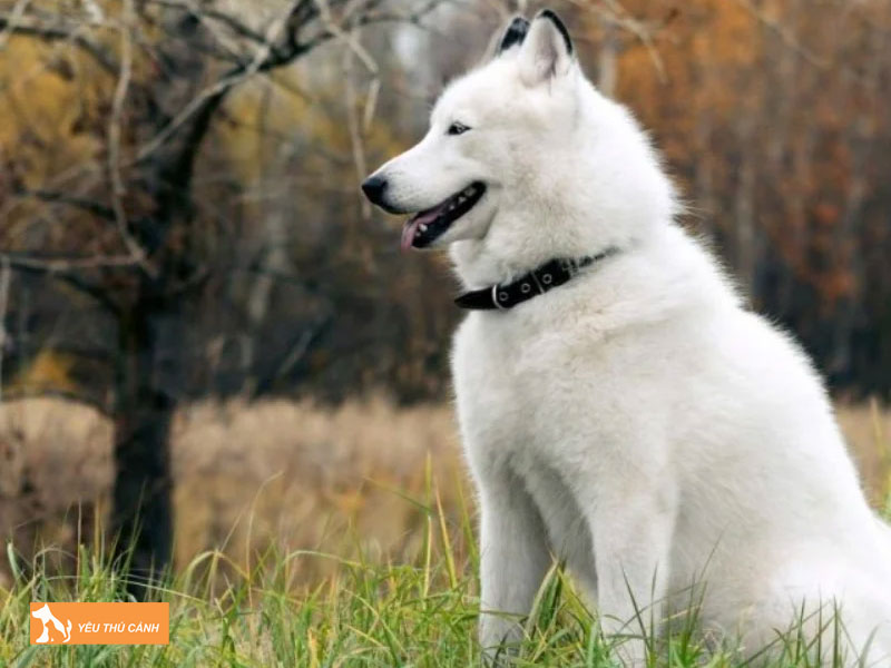 Kinh-nghiem-nuoi-va-cham-soc-cho-alaska-trang-dung-cach-1-thucanh